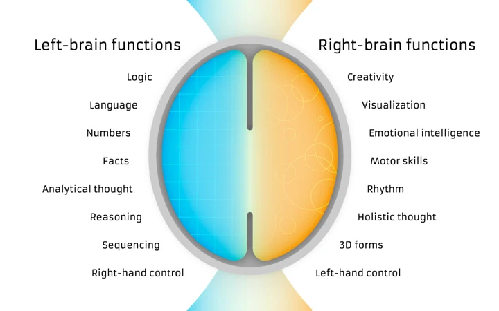 A brain split down the middle into two coloured halves. The left half (blue) is labelled Left-brain functions: logic, language, numbers, facts, analytical thought, reasoning, sequencing, right-hand control. The right half (orange) is labelled Right-brain functions: creativity, visualization, emotional intelligence, motor skills, rhythm, holistic thought, 3D forms, left-hand control.